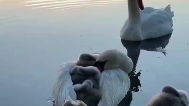 Swan family