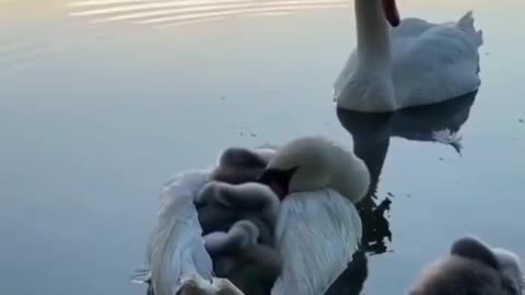 Swan family