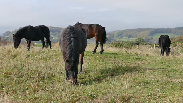 Horse-eating grass in the open field