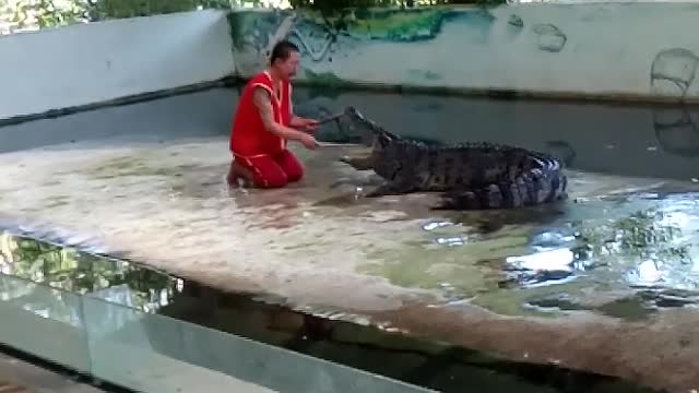 Crocodile Bites Back