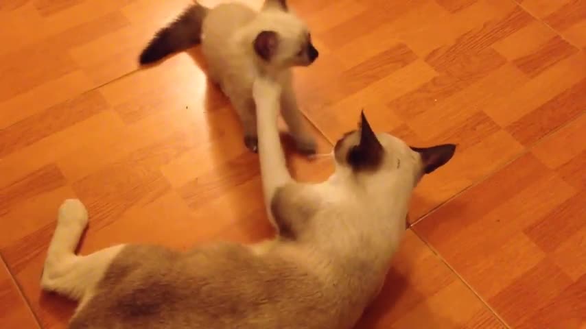 Cute Kittens Playing with Relaxing