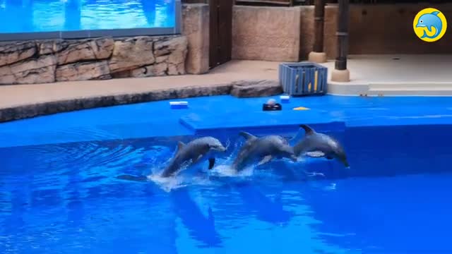 amazing funny dolphin 🐬 show# exiting video