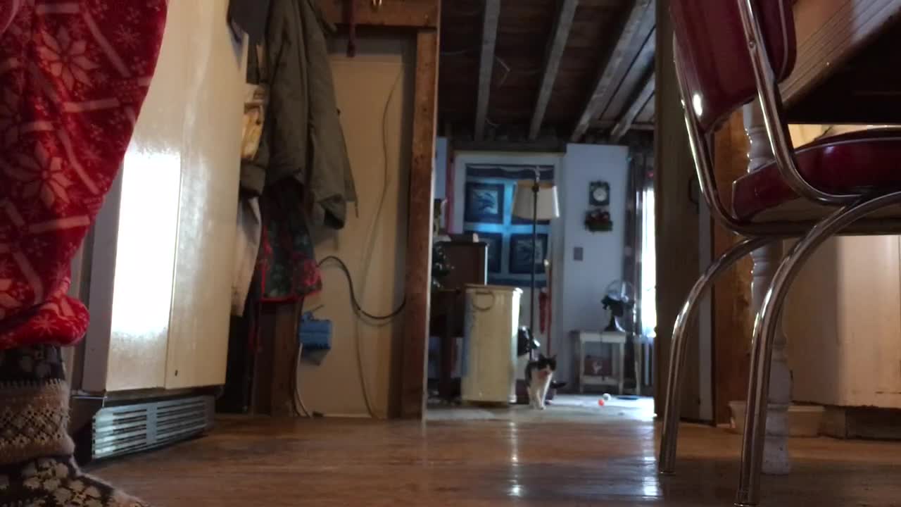 My female cat playing fetch