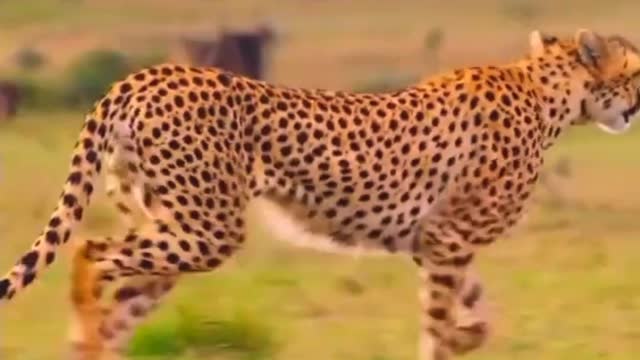 Wild ka high speed animals ha cheeth😗😙