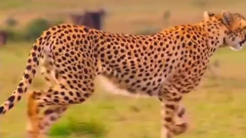 Wild ka high speed animals ha cheeth😗😙