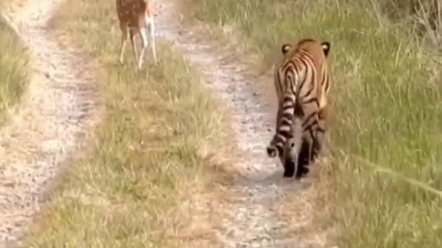 tiger attack