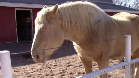 Critically Rare American Cream Draft Horse.