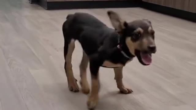 My dog can dance way best now