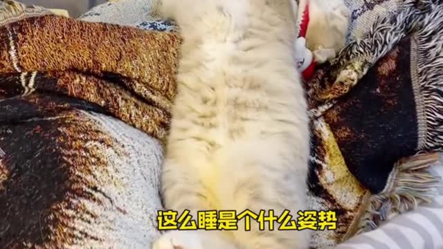 cat daily funny moments part.13