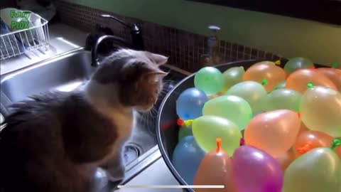 Cats vs. Balloons