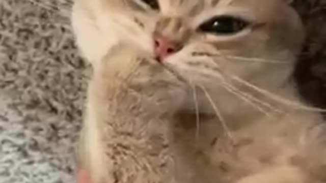 funny cat video short