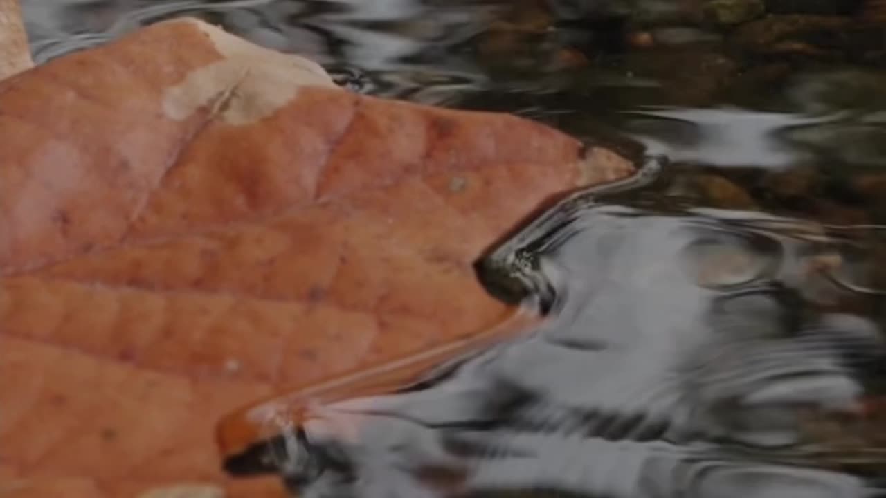 Leaf In A Creek