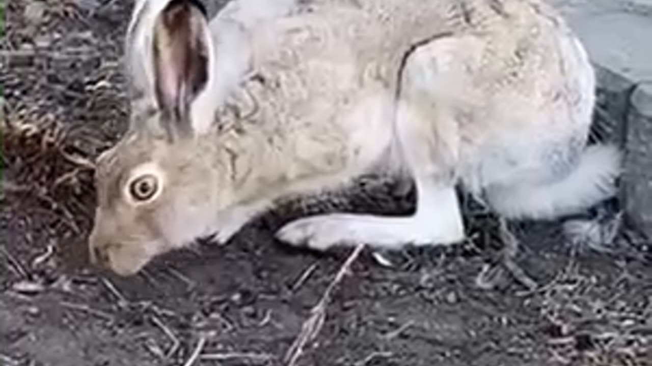 #shorts Close view of a #rabbit taking its morning breakfast, #animal #wildlife