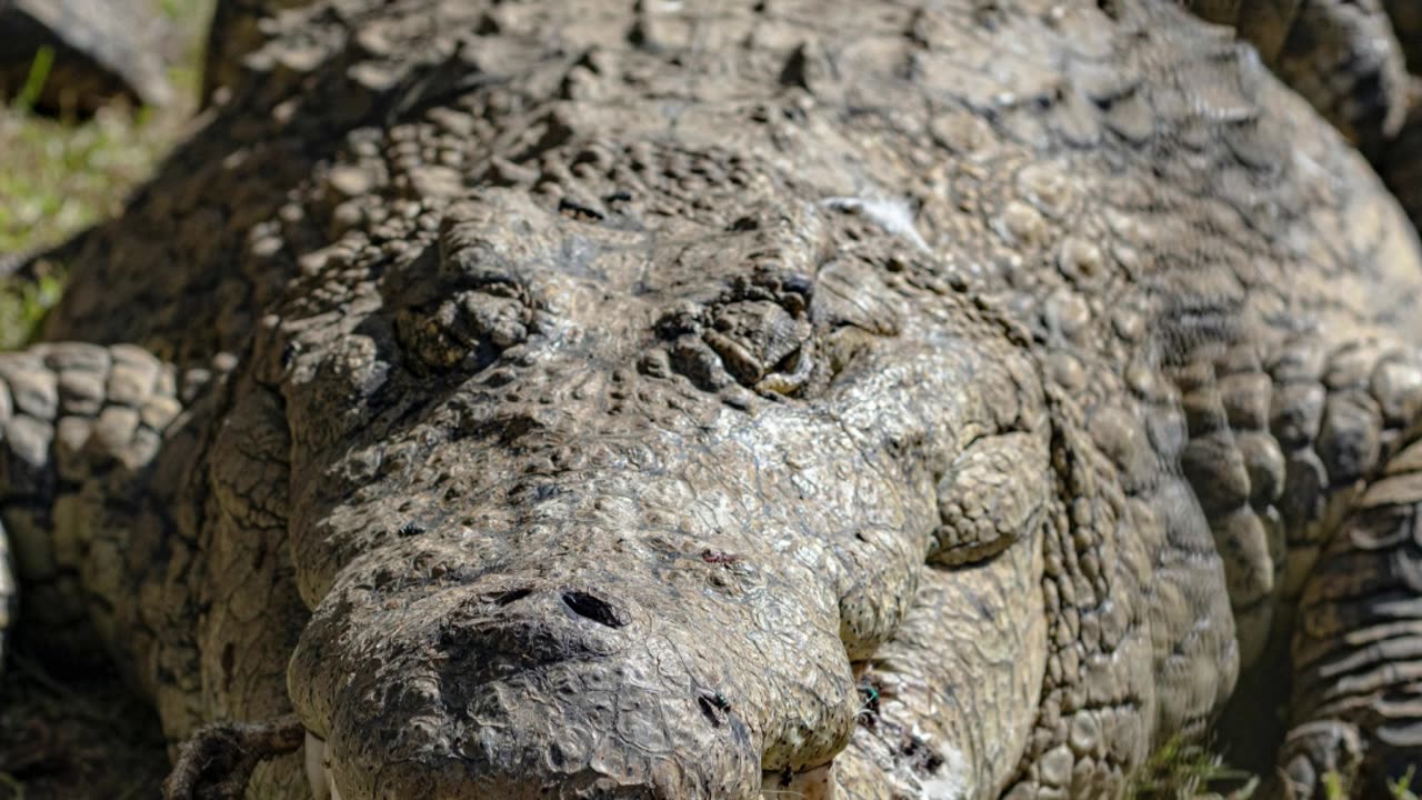 "Wild Animals of Sri Lanka: Encounter with a Crocodile!"