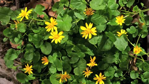 Watch this amazing flowers
