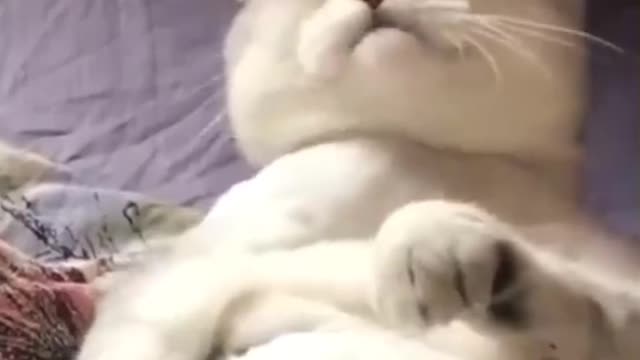 Try not to laugh 😁 | Funny cat