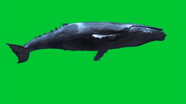 Blue whale swimming green background