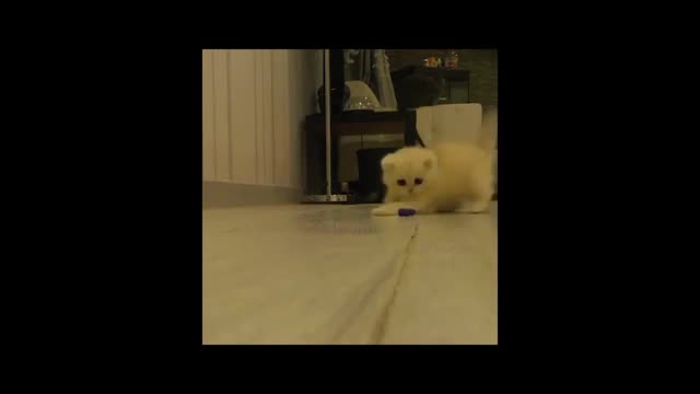 Most FUNNY and CUTE Cats and Dogs