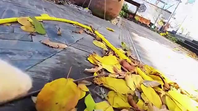 The cat ventures out in the courtyard to see what's going on.(2)