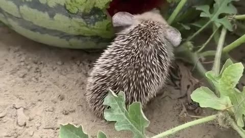 Watermelon lifter Hedgehog?