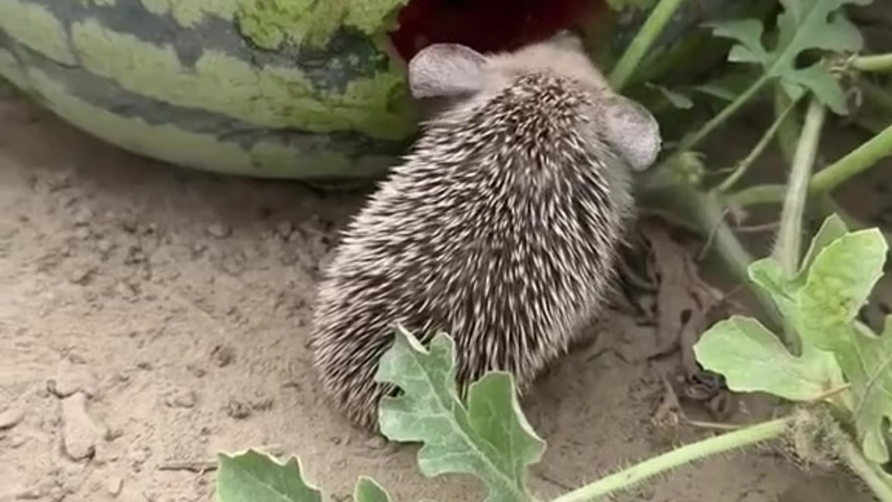 Watermelon lifter Hedgehog?