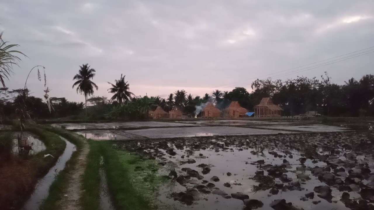 Exploring surroundings ~ rice fields in the dusk