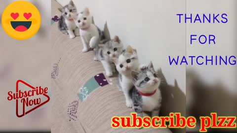 Cute~Cat😻😻 || suggested video || Funnycat 😊😊