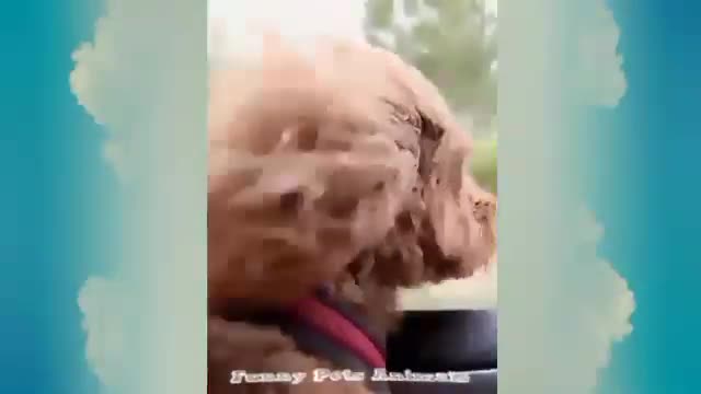 Funny Cats & Dog Video l Funny Pets Animals Videos �� 2021