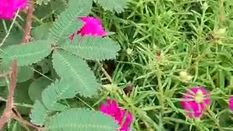 Kichengarden and easy to do is the first thing ☺ 🙂 👌 you