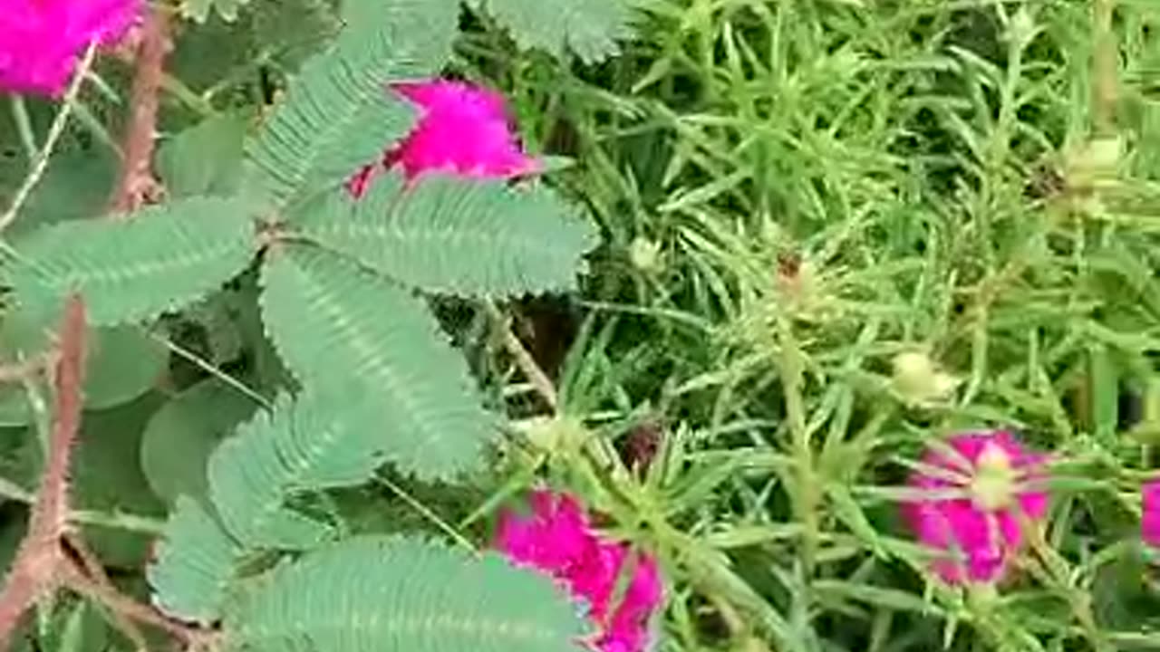 Kichengarden and easy to do is the first thing ☺ 🙂 👌 you