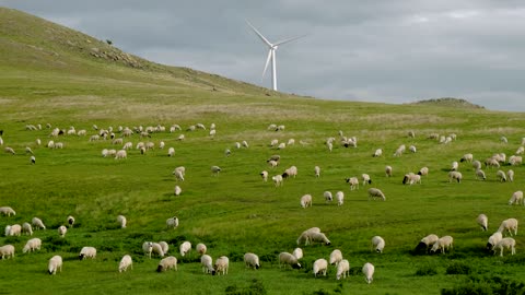 A mountain full of sheep