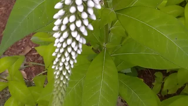 Gooseneck loosestrife