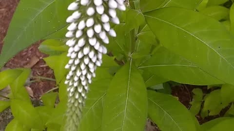 Gooseneck loosestrife