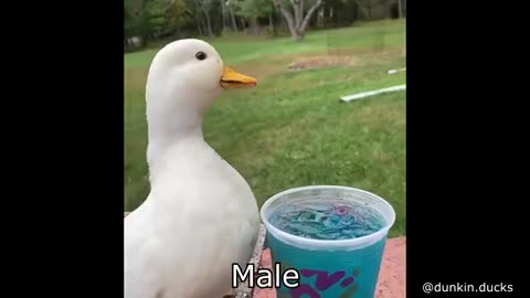 Male female duck sound different