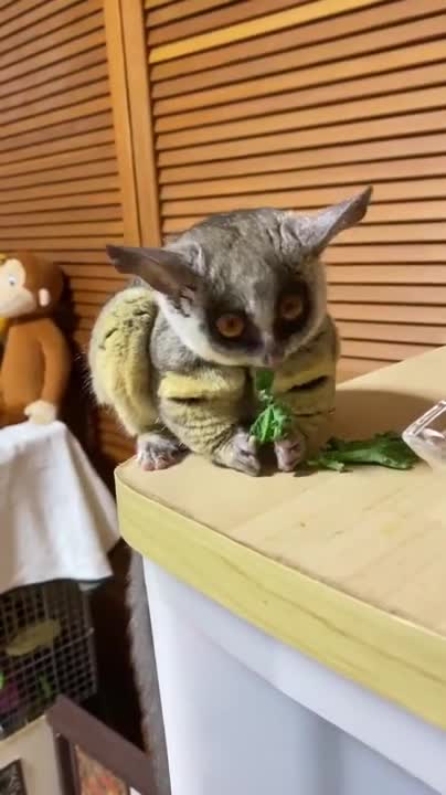 Forest Monkey Family They Are So Hungry, In The Jungle No More Food For Them