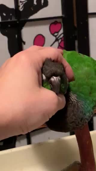 Machi and Matcha The GCC Brothers