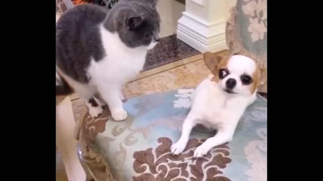 Cat and dog new video part 2 🔥🔥🔥