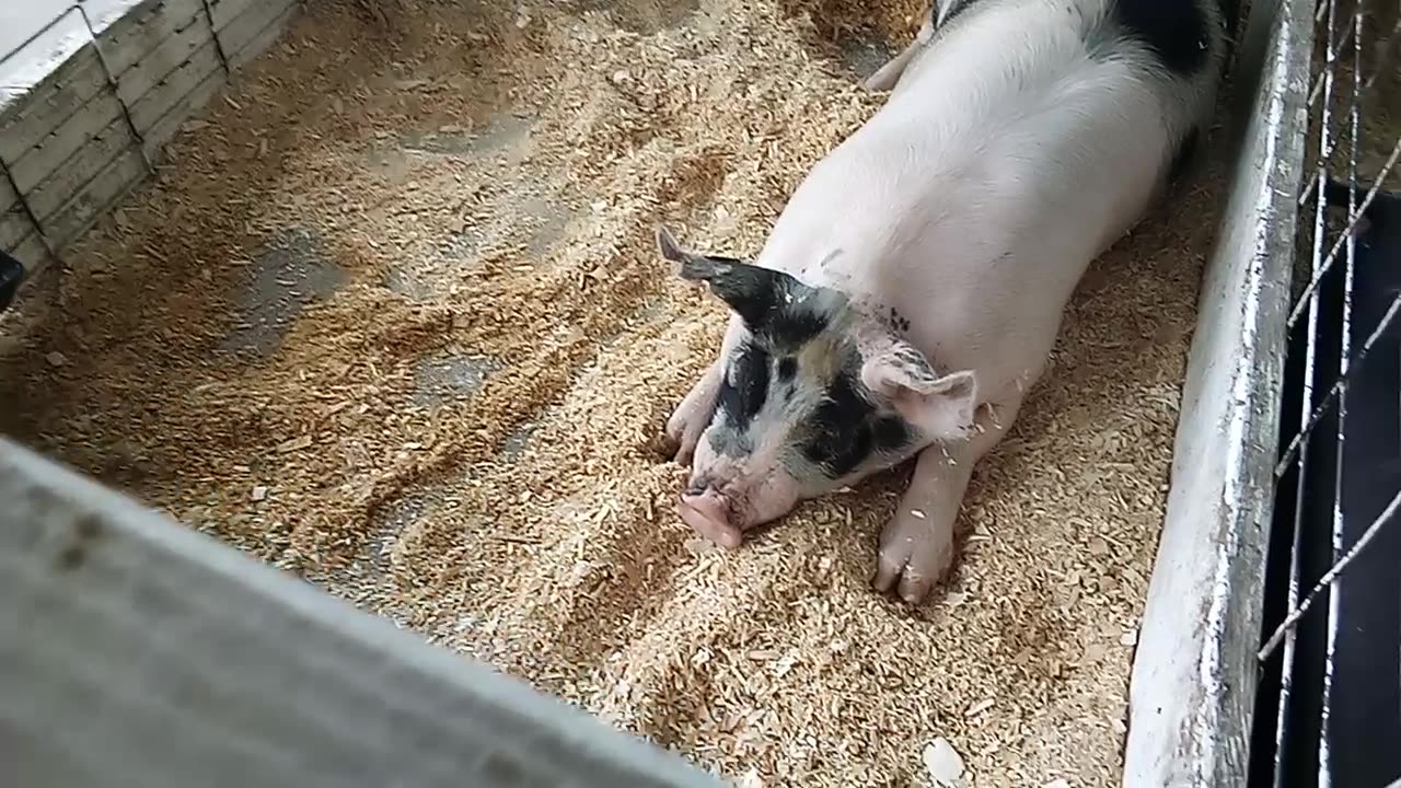 KENOSHA COUNTY FAIIR PIGGIES 8/17/24 VIDEO 3