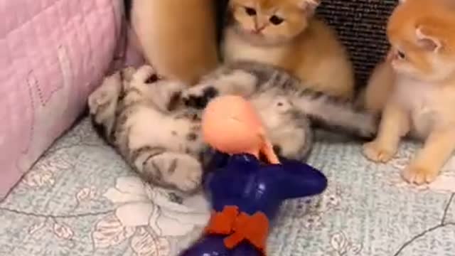 Cute cat funny world video 2020