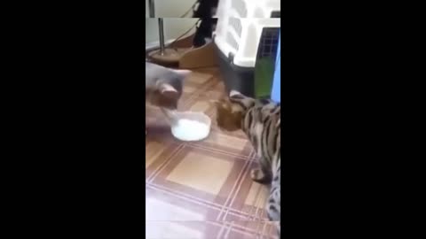 compilation funny animals video