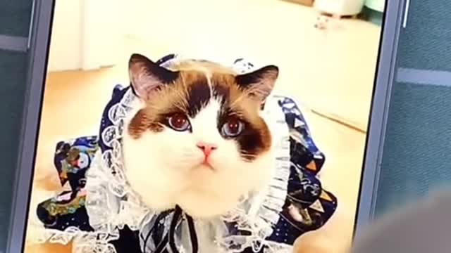 Cute and Funny Cat Video Compilation 2021