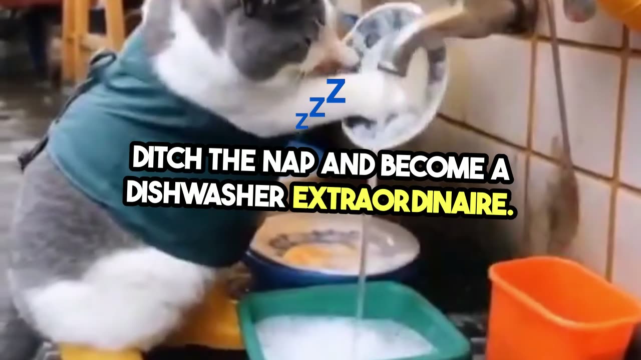 A fat cat washing dishes