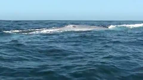 Ballenas en Caleta Chañaral de Aceituno; 24/02/13