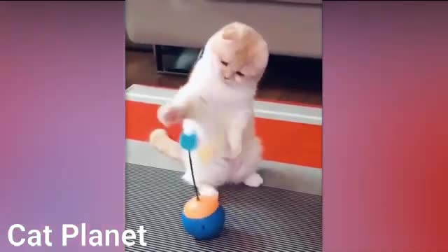 Funnist cats - don`t try to hold back laughter - 😂 Funny cats life