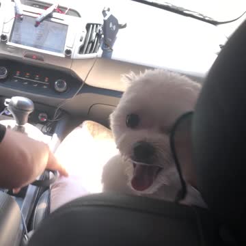 The puppy who has a very good seat next to his dad