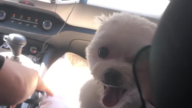 The puppy who has a very good seat next to his dad
