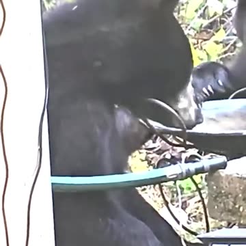 Curious bear gets spooked by Halloween decorations