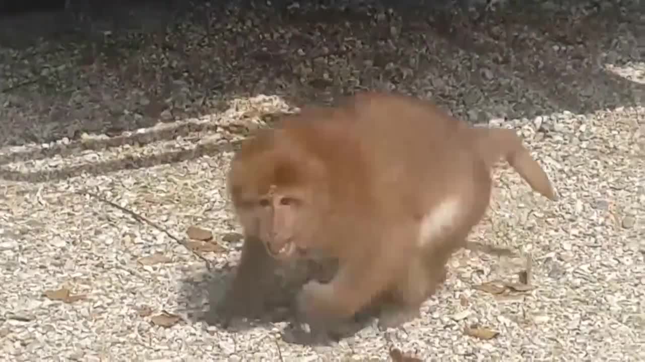 UNEXPECTED Animal ATTACKS! | AFVs Wildest Animal Moments