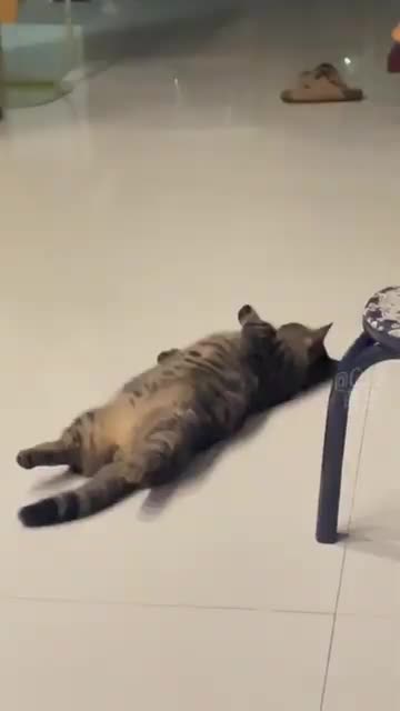 Funny Cat Video 30