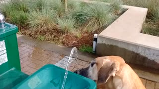 Sweet Great Dane drinks from fountain.